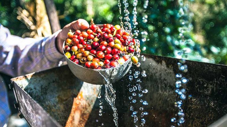 Cara Mengolah Biji Kopi Menjadi Bubuk Kopi