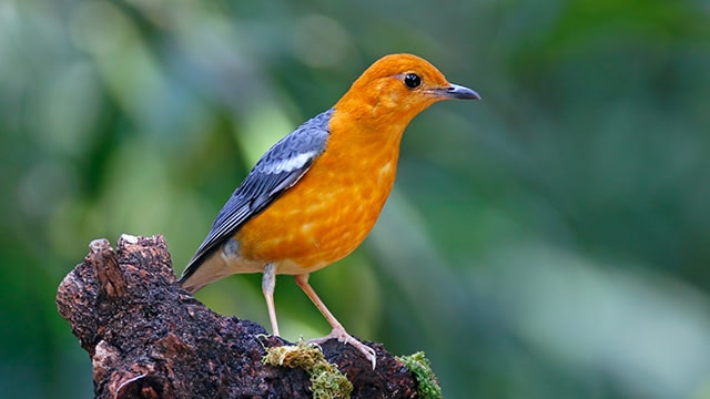 burunganismerah