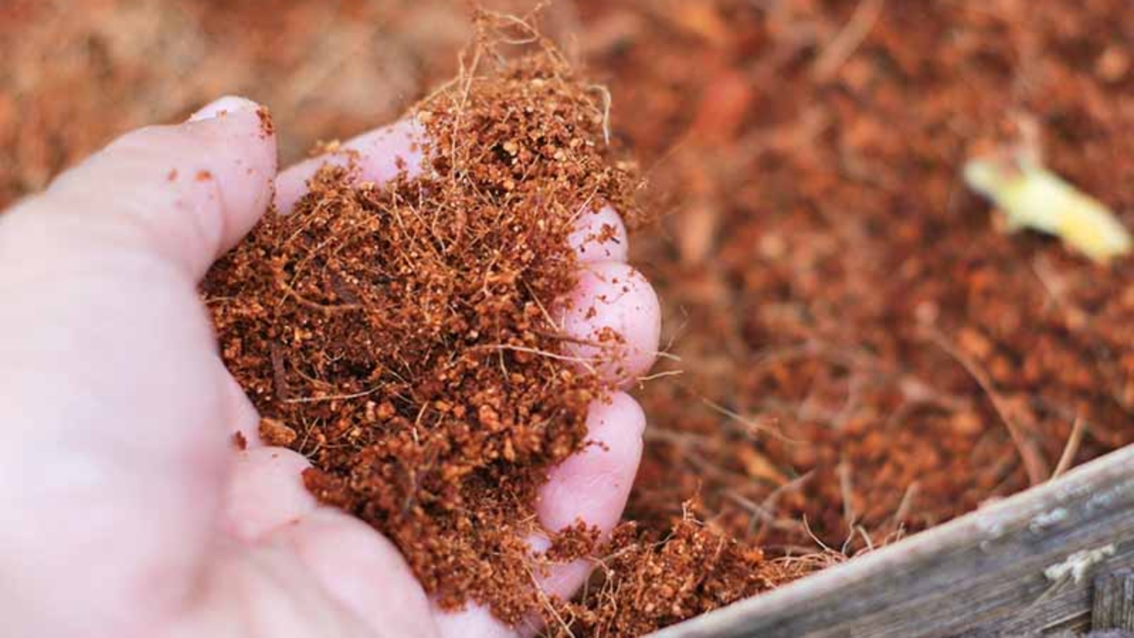 syarat ekspor cocopeat