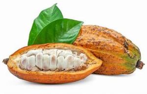 Perkebunan dan Pengolahan Kakao