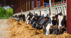 9 cara memulai binis sapi bagi pemula