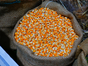 mesin pemipil jagung UKM