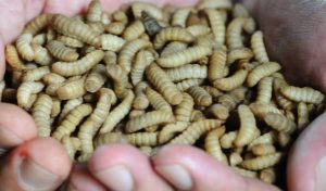 manfaat maggot untuk industri