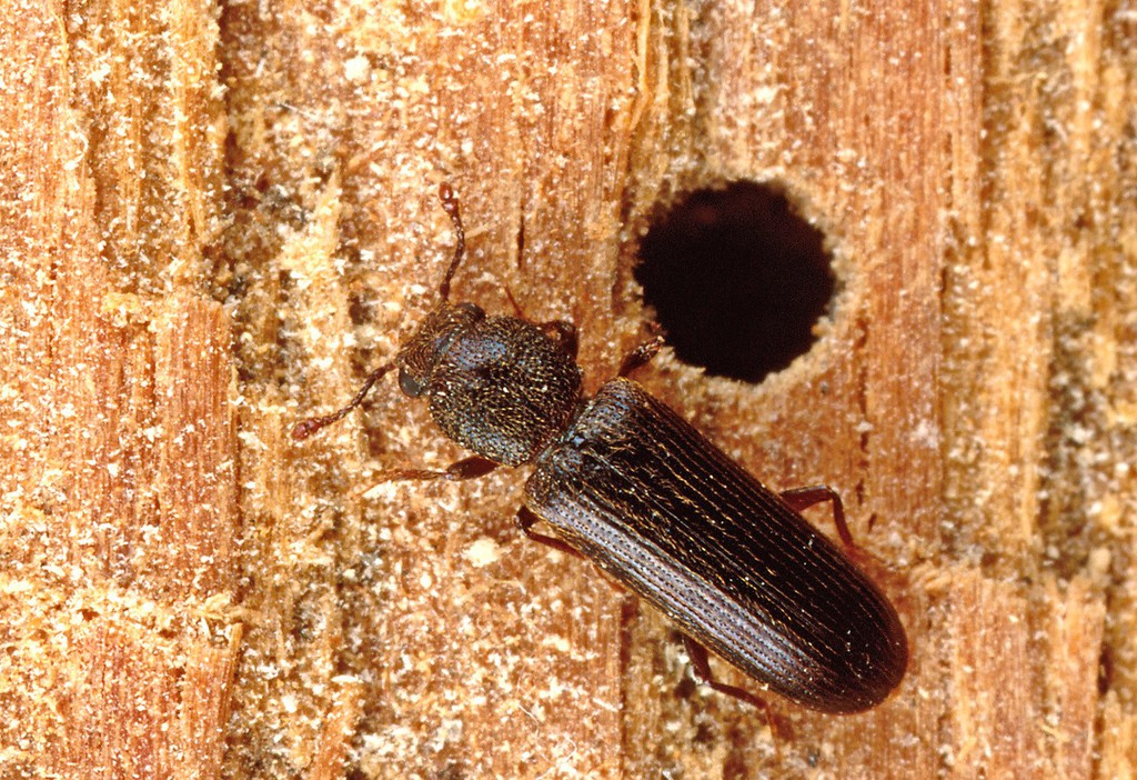 kerajinan dari bubuk kayu