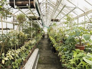 Peluang Usaha Greenhouse Modern