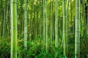 usaha pengolahan bambu