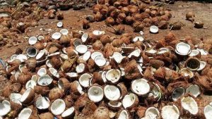 Peluang Usaha Kelapa Tua