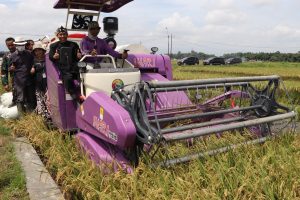 Cara Panen Padi Pakai Mesin Modern Efisien