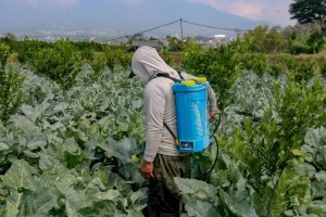 Cara Kerja Sprayer Elektrik Gendong Untuk Penyemprotan