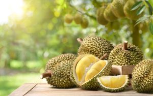 Investasi Alat Bantu Buka Durian