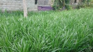 Keuntungan Pakai Alat Perajang Rumput