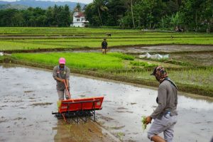 cara mempercepat tanam padi manual