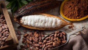 proses produksi cokelat skala usaha