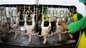 proses penanganan ayam setelah potong
