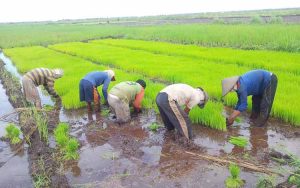 cara menanam bibit padi dengan rapi