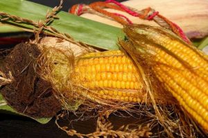 cara mengeringkan biji jagung
