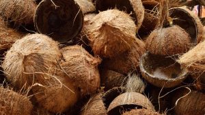cara mengeringkan tempurung kelapa