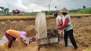 cara memisahkan gabah dari jerami