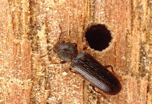 kerajinan dari bubuk kayu