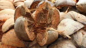 Cara Mudah Mengupas Sabut Kelapa untuk Berbagai Keperluan