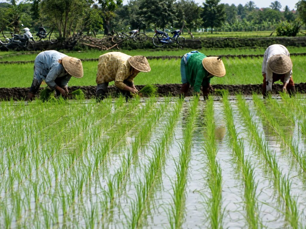 Cara Tanam Padi yang Benar benar