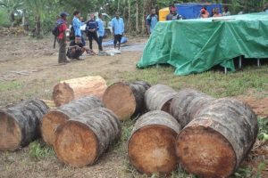 cara memanfaatkan ampas batang sagu