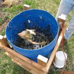 cara merontokkan bulu ayam cepat