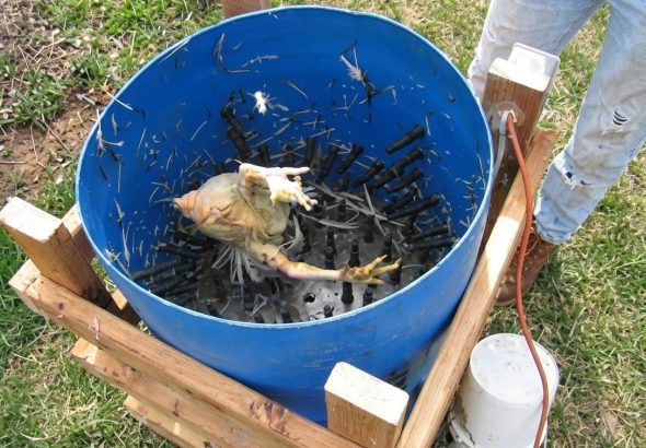 cara merontokkan bulu ayam cepat