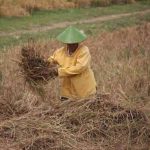 mengapa gabah masih menempel pada jerami