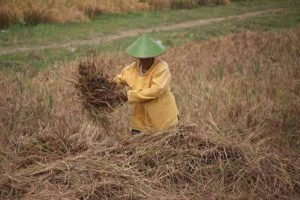 mengapa gabah masih menempel pada jerami