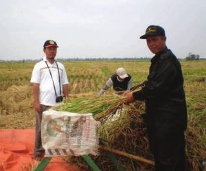 cara mengukur persentase gabah hampa