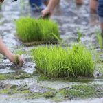 manfaat bibit siap tanam bagi petani