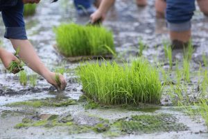 manfaat bibit siap tanam bagi petani