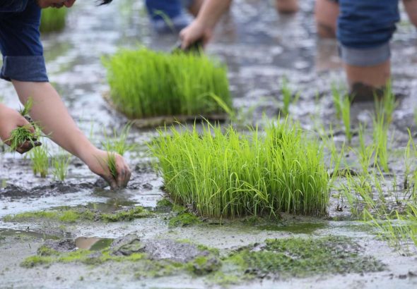 manfaat bibit siap tanam bagi petani